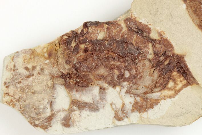 Miocene Pea Crab (Pinnixa) Fossil - California #204901